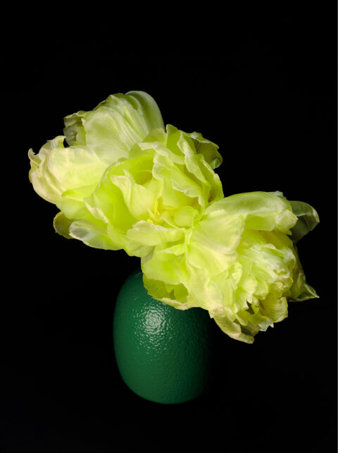 Triple Tulip | 150x112cm | colour photograph
