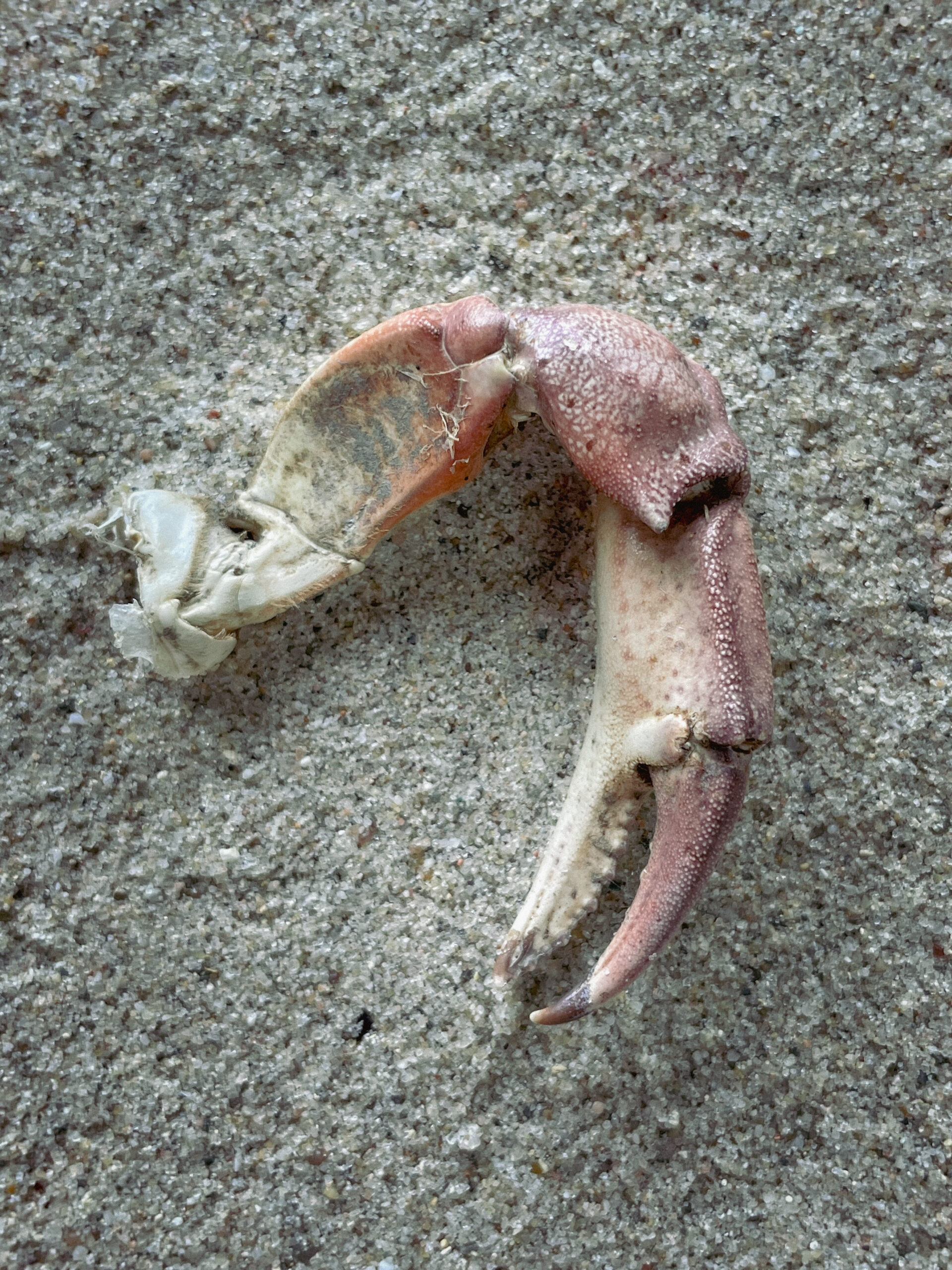 EXboot / Sea, swallow me – Dagmar Pouwelse
